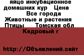 яйцо инкубационное домашних кур › Цена ­ 25 - Все города Животные и растения » Птицы   . Томская обл.,Кедровый г.